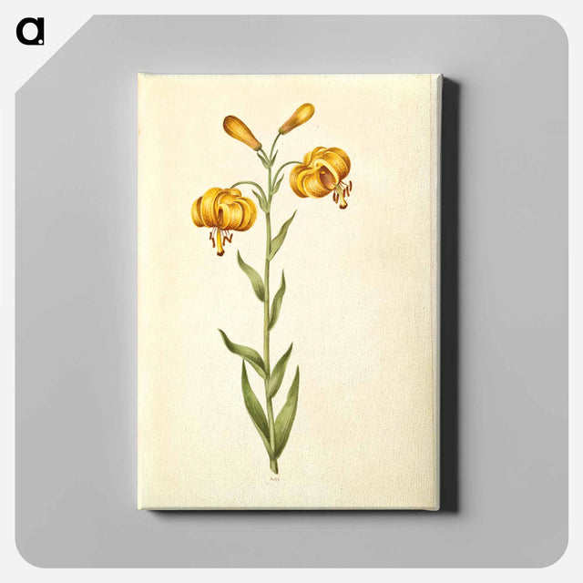 アートパネル-Lilium pyrenaicum
 - マリア ジビーラ メーリアン Canvas.