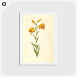 アートポストカード-Lilium pyrenaicum
 - マリア ジビーラ メーリアン Postcard.