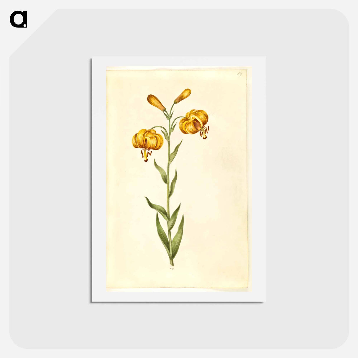 アートポストカード-Lilium pyrenaicum
 - マリア ジビーラ メーリアン Postcard.