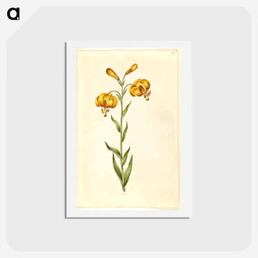 アートポストカード-Lilium pyrenaicum
 - マリア ジビーラ メーリアン Postcard.
