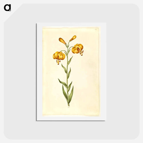 アートポストカード-Lilium pyrenaicum
 - マリア ジビーラ メーリアン Postcard.