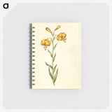 2-96_Maria-Sibylla-Merian_memo