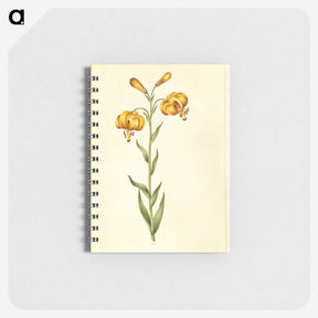 2-96_Maria-Sibylla-Merian_memo