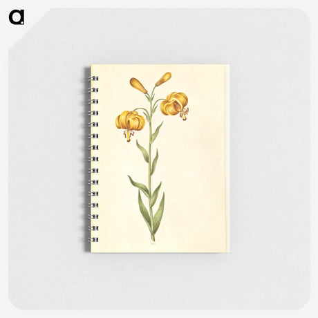 2-96_Maria-Sibylla-Merian_memo