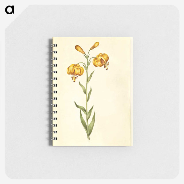 2-96_Maria-Sibylla-Merian_memo
