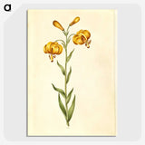 2-96_Maria-Sibylla-Merian_picture-crop