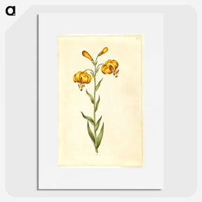 2-96_Maria-Sibylla-Merian_picture