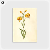 アートポストカード-Lilium pyrenaicum
 - マリア ジビーラ メーリアン Postcard.