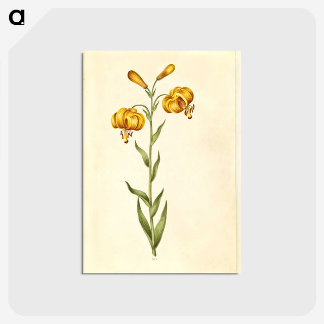 2-96_Maria-Sibylla-Merian_postcard