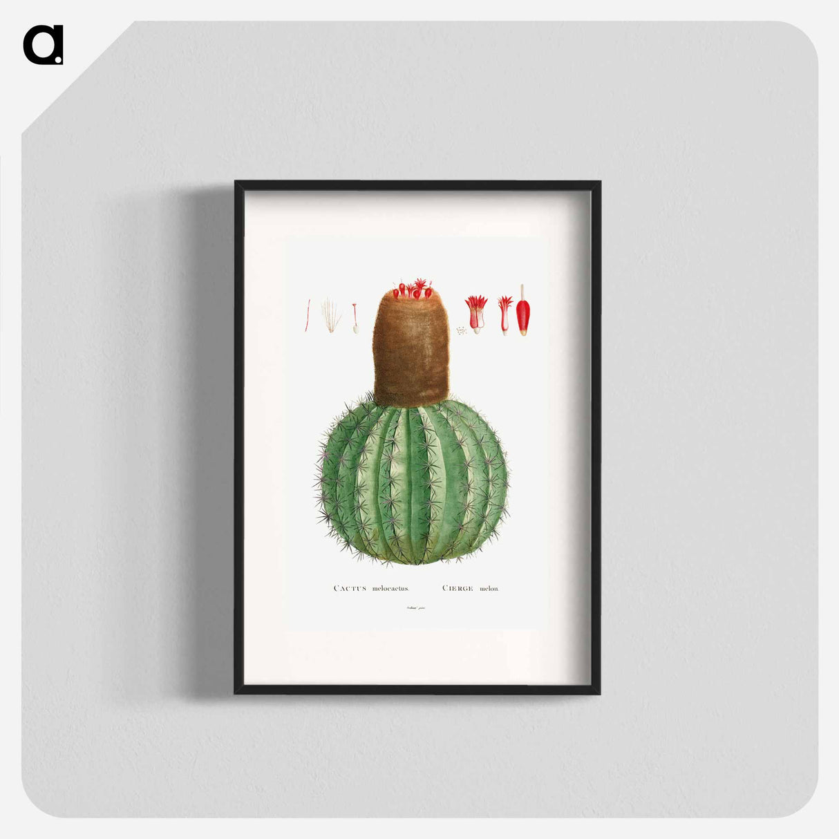 Cactus Melocactus - Pierre Joseph Redouté Poster.