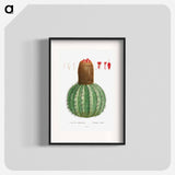 Cactus Melocactus - Pierre Joseph Redouté Poster.