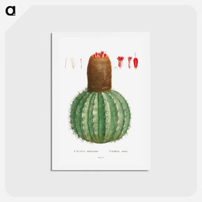 アートポストカード-Cactus Melocactus - ピエール ジョゼフ ルドゥーテ Postcard.