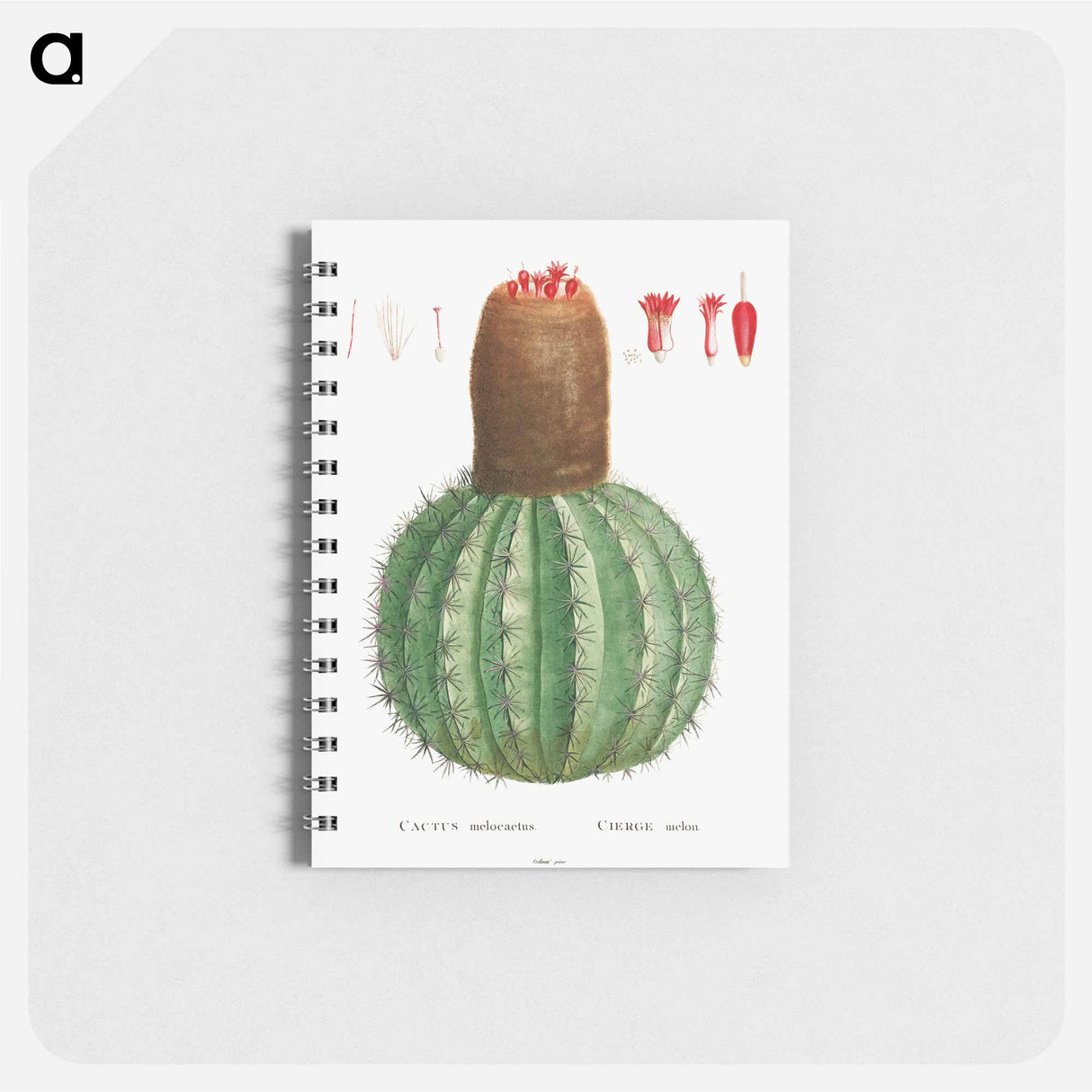 Cactus Melocactus - ピエール ジョゼフ ルドゥーテ Memo.
