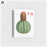 Cactus Melocactus - ピエール ジョゼフ ルドゥーテ Memo.