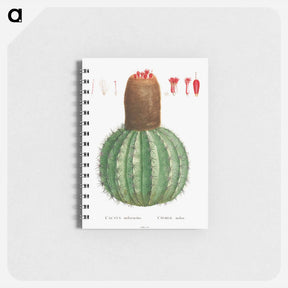 アートメモ帳-Cactus Melocactus - ピエール ジョゼフ ルドゥーテ Memo.