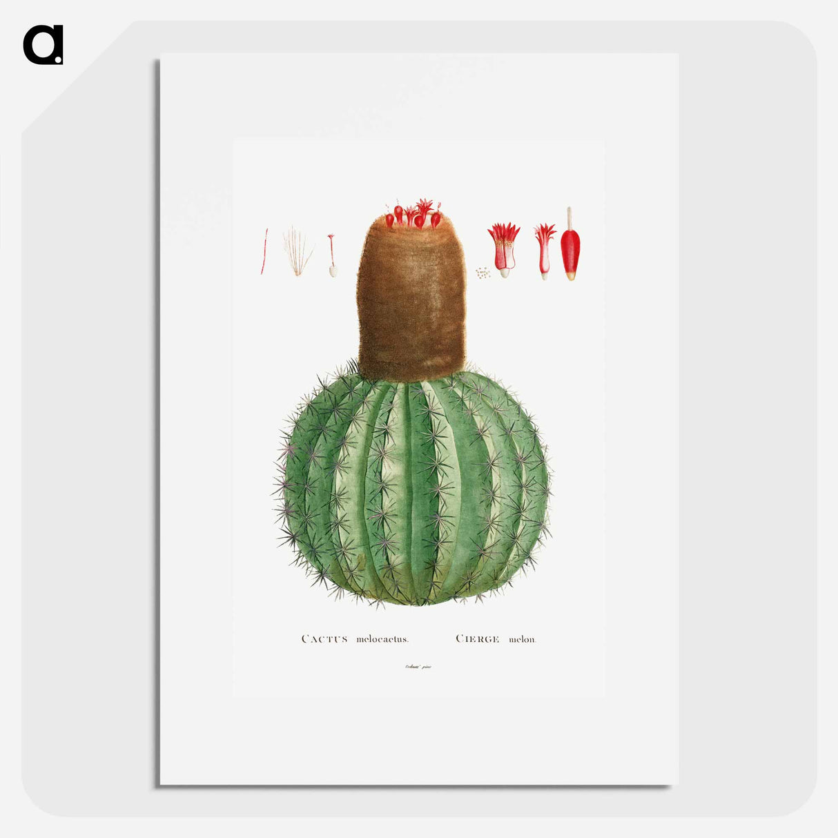 Cactus Melocactus - ピエール ジョゼフ ルドゥーテ Poster.