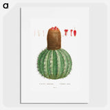 Cactus Melocactus - Pierre Joseph Redouté Poster.