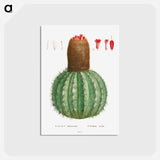 アートポストカード-Cactus Melocactus - ピエール ジョゼフ ルドゥーテ Postcard.
