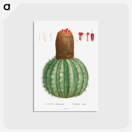 アートポストカード-Cactus Melocactus - ピエール ジョゼフ ルドゥーテ Postcard.