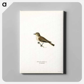 アートパネル-Spotted Flycatcher
 - スヴェンスカ フォグラル Canvas.