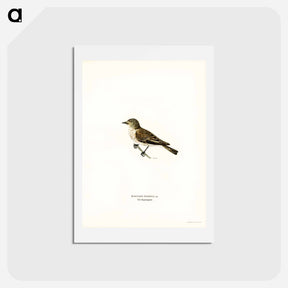 アートポストカード-Spotted Flycatcher
 - スヴェンスカ フォグラル Postcard.