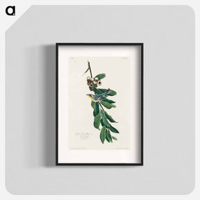 アートポスター-Yellow Throated Warbler from Birds of America
 - アメリカの鳥たち Poster.