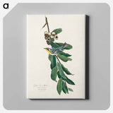 アートパネル-Yellow Throated Warbler from Birds of America
 - アメリカの鳥たち Canvas.