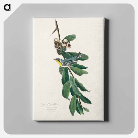 アートパネル-Yellow Throated Warbler from Birds of America
 - アメリカの鳥たち Canvas.