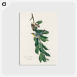 アートポストカード-Yellow Throated Warbler from Birds of America
 - アメリカの鳥たち Postcard.