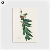 アートポストカード-Yellow Throated Warbler from Birds of America
 - アメリカの鳥たち Postcard.