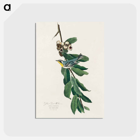 アートポストカード-Yellow Throated Warbler from Birds of America
 - アメリカの鳥たち Postcard.