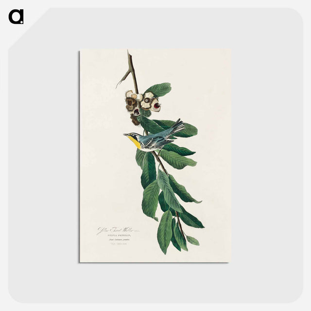 アートポストカード-Yellow Throated Warbler from Birds of America
 - アメリカの鳥たち Postcard.
