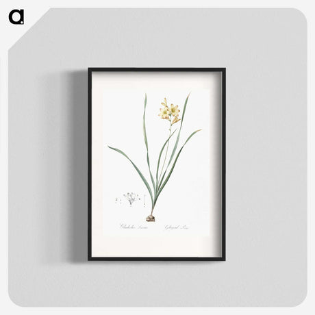 2-96_The-Lilies_blk
