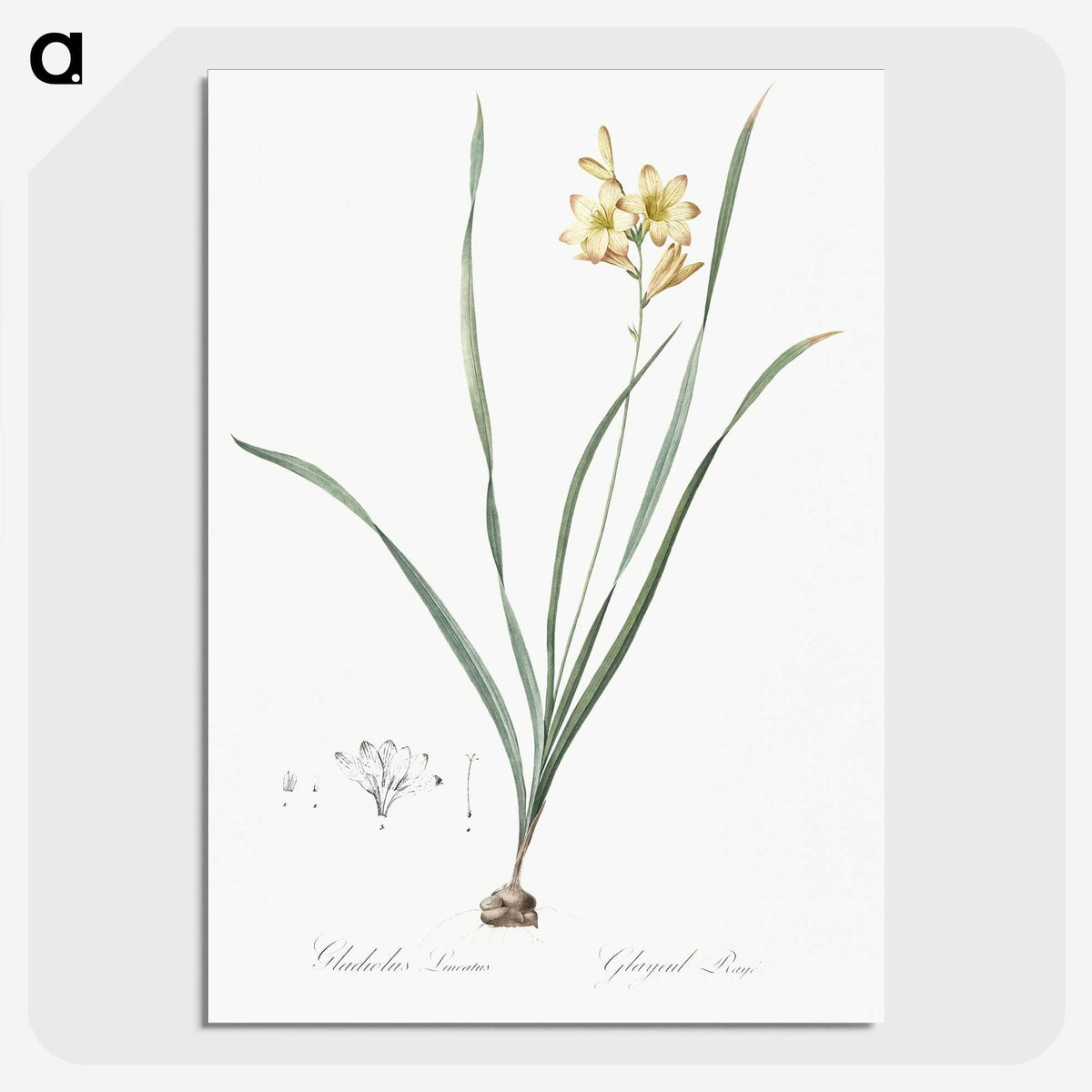 2-96_The-Lilies_picture-crop