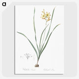2-96_The-Lilies_picture-crop