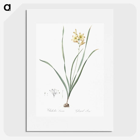 2-96_The-Lilies_picture