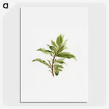 2-96_USDA-Watercolor-Fruit-Painting-Collection_picture