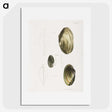 2-96_Zoology-of-New-York_picture