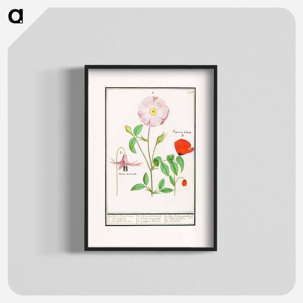Dogstand, Erythronium, wild rose, Rosa and a poppy, Papaver - アンセルムス ボエティウス デ ブート Poster.