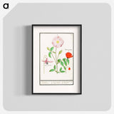 Dogstand, Erythronium, wild rose, Rosa and a poppy, Papaver - アンセルムス ボエティウス デ ブート Poster.