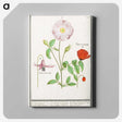 2-97_Anselmus-Boetius-de-Boodt_canvas
