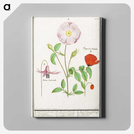 2-97_Anselmus-Boetius-de-Boodt_canvas