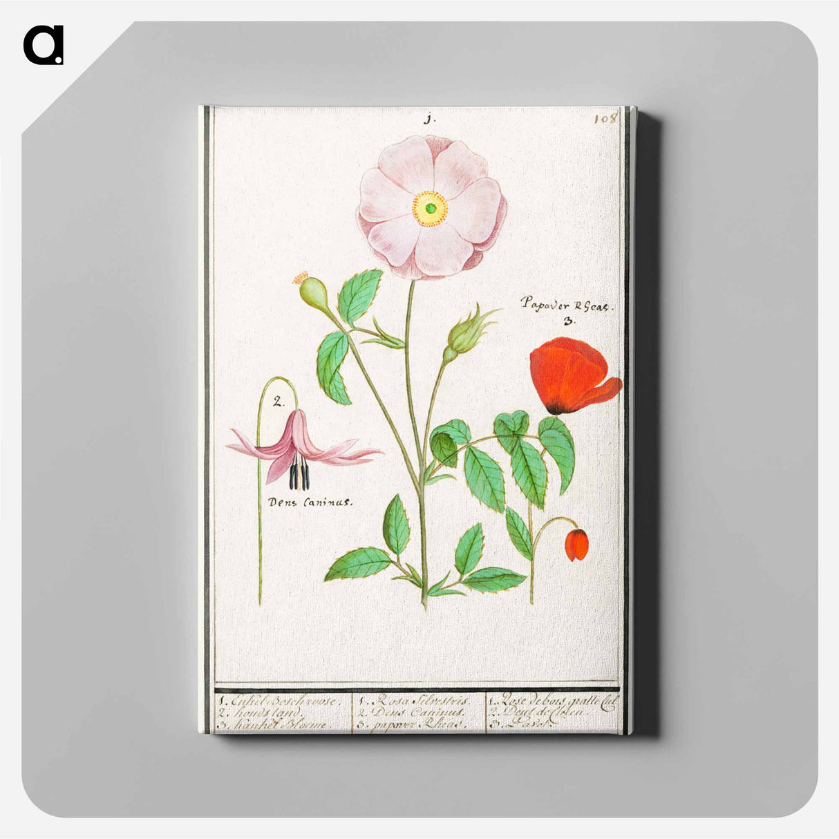Dogstand, Erythronium, wild rose, Rosa and a poppy, Papaver - アンセルムス ボエティウス デ ブート Canvas.