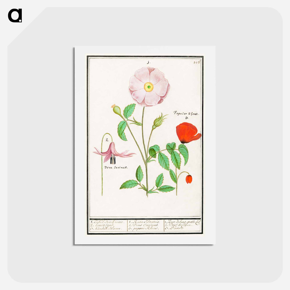 アートポストカード-Dogstand, Erythronium, wild rose, Rosa and a poppy, Papaver - アンセルムス ボエティウス デ ブート Postcard.