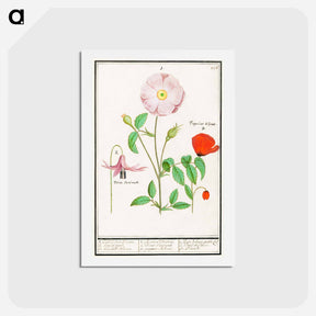アートポストカード-Dogstand, Erythronium, wild rose, Rosa and a poppy, Papaver - アンセルムス ボエティウス デ ブート Postcard.