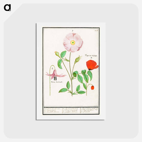 アートポストカード-Dogstand, Erythronium, wild rose, Rosa and a poppy, Papaver - アンセルムス ボエティウス デ ブート Postcard.