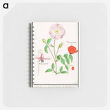 Dogstand, Erythronium, wild rose, Rosa and a poppy, Papaver - アンセルムス ボエティウス デ ブート Memo.