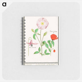 アートメモ帳-Dogstand, Erythronium, wild rose, Rosa and a poppy, Papaver - アンセルムス ボエティウス デ ブート Memo.
