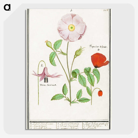 2-97_Anselmus-Boetius-de-Boodt_picture-crop
