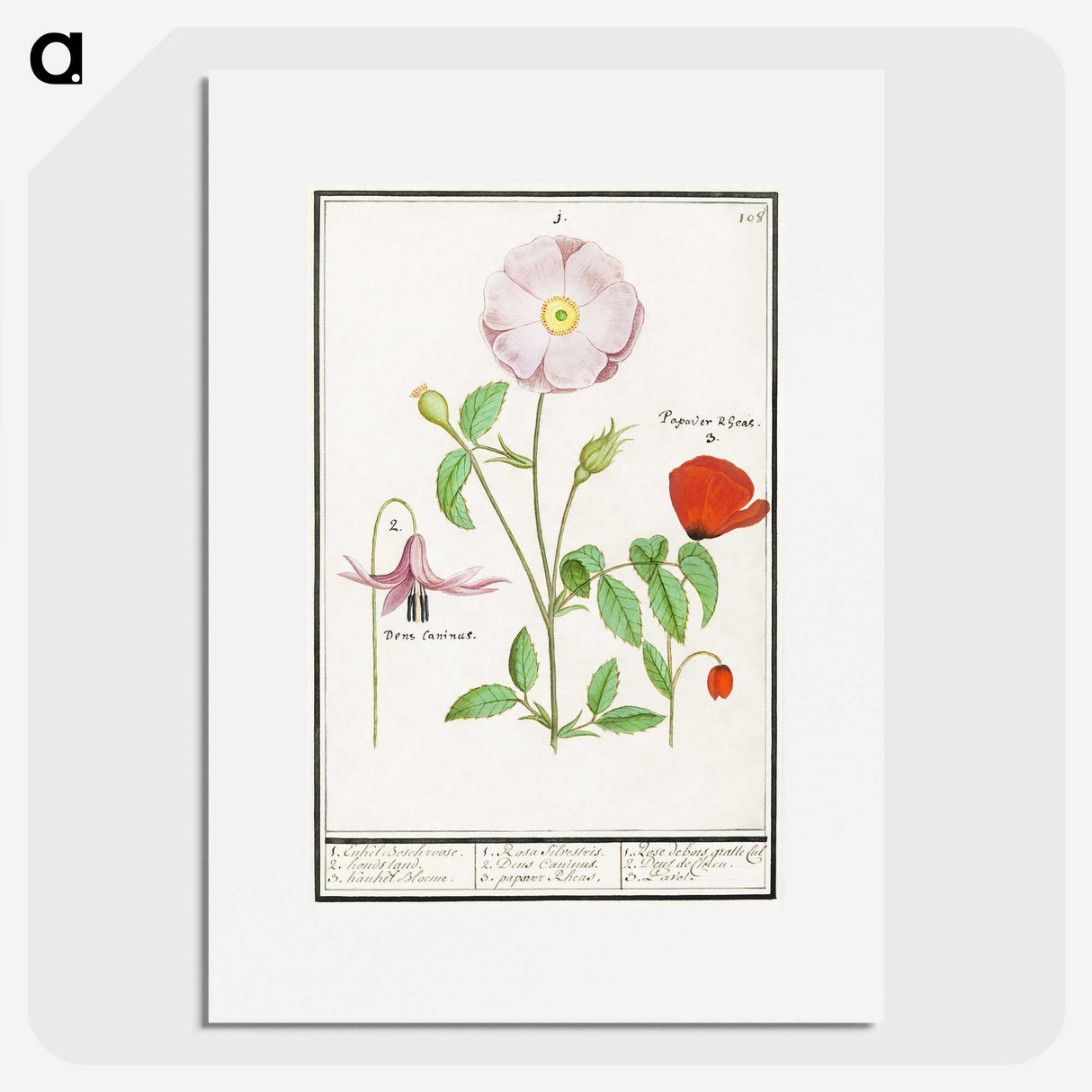 2-97_Anselmus-Boetius-de-Boodt_picture